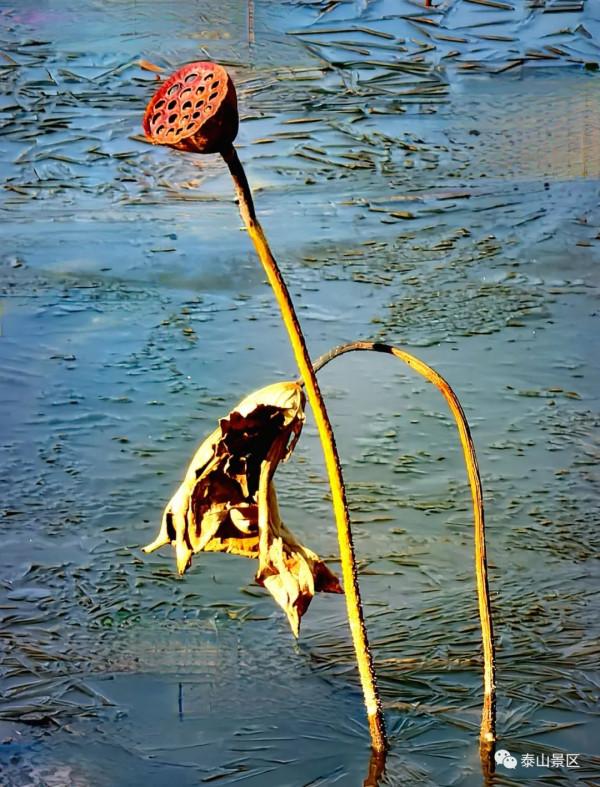 泰山腳下賞殘荷之美