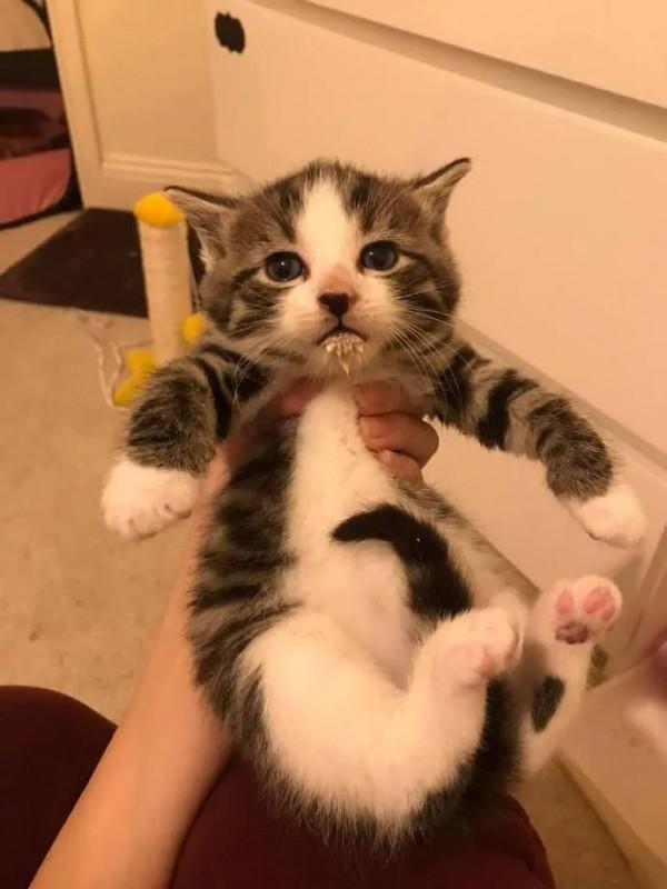 貓抓了只老鼠,結果往浴室一放,就倒頭睡覺,把主人看懵了 貓抓了只老鼠,結果往浴室一放,就倒頭睡覺,把主人看懵了