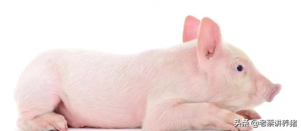 遇到僵豬怎麼辦？這樣治療，花錢少效果好