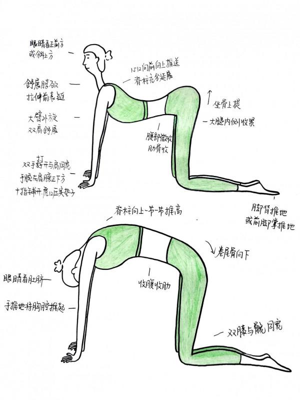 極簡畫瑜伽體式08&mdash;&mdash;貓牛式