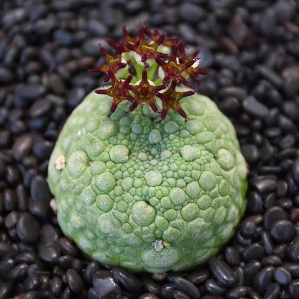 神奇的大自然之多肉植物！竟然很多都沒見過！太神奇了！（下）