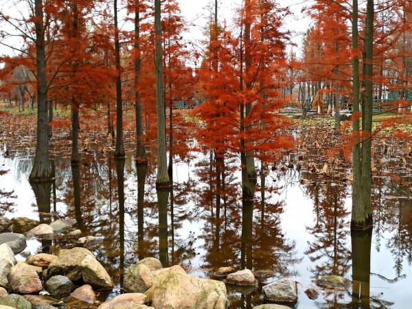 波光瀲灩水杉紅，層林盡染如畫中（之十一）