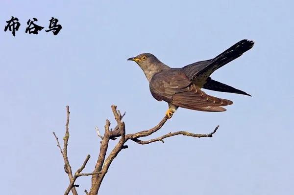 九種只有農村能看到，城市看不到的小鳥兒
