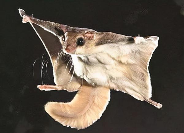 小學課本上的“寒號鳥”是什麼鳥，答案意外。還有它的便便真驚人