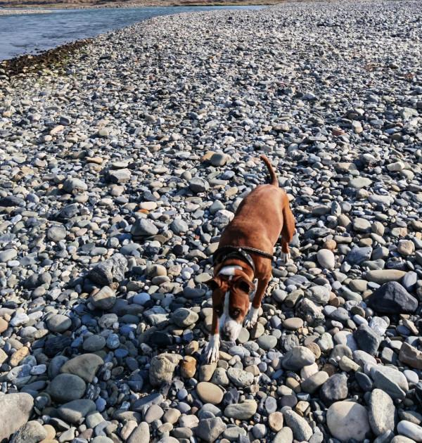 『二犬鬥萌，白鳥靜觀，傑哥讀書不語。』