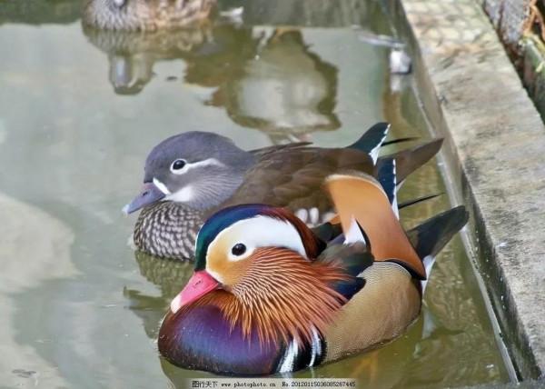 鴛鴦鳥精美圖片