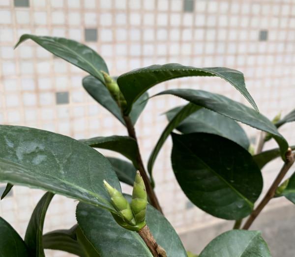 茶花還沒長花苞?適當“虐一虐”,空枝變花枝 茶花還沒長花苞?適當“虐一虐”,空枝變花枝