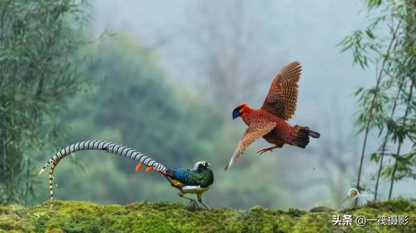 鬥雞&mdash;&mdash;紅腹角雉與白腹錦雞爭地盤。杭州翁劍敏&sol;攝影