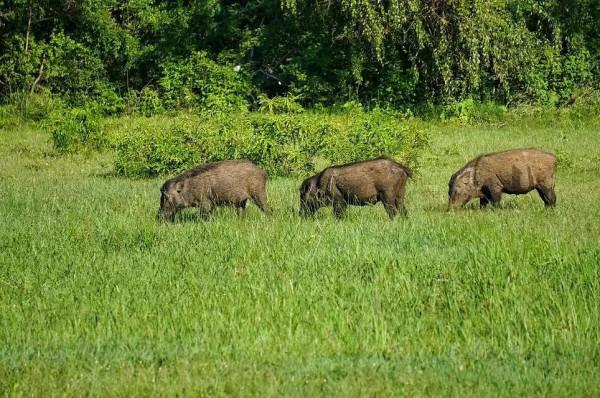 斯里蘭卡--回味無窮的青橄欖