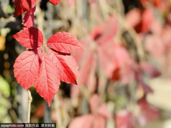抓緊！初冬探秘京城“龍脈”，紀念最後一抹秋色~