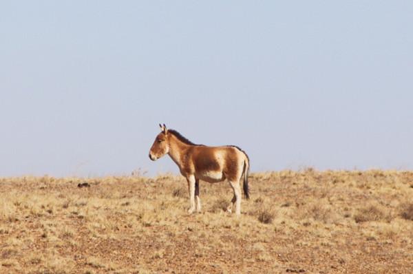 邊關兵之初 黑戈壁的精靈