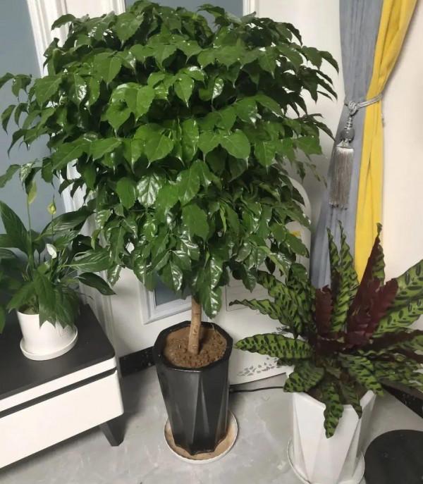 客廳養好樹，子孫一直富，8種樹養在家，鎮宅有安全感