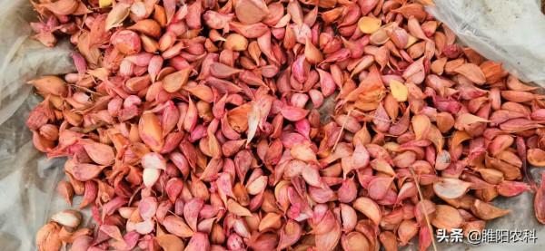 大蒜蒜瓣大小差異很大,播種前這樣處理,才能使大蒜出苗整齊 大蒜蒜瓣大小差異很大,播種前這樣處理,才能使大蒜出苗整齊