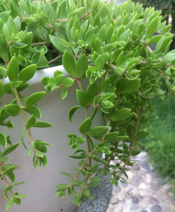 小盆栽，大用處！家裡就養這7種“健康花”，關鍵時刻幫大忙