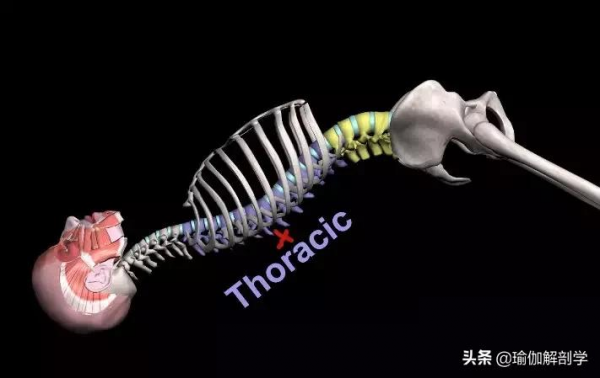瑜伽輪式怎麼練？才能不腰痛