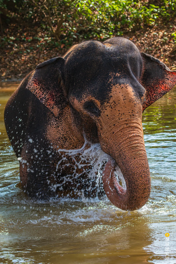 2021年度動物，是誰？