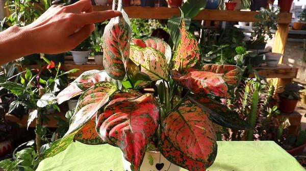 不能多曬的&OpenCurlyDoubleQuote;11種花&rdquo;，曬多了葉子就捲曲、發黃，越養越糟糕