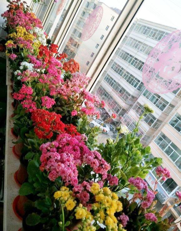 容易因多澆水而死的“10種花”，想要養好，管住手，少澆水