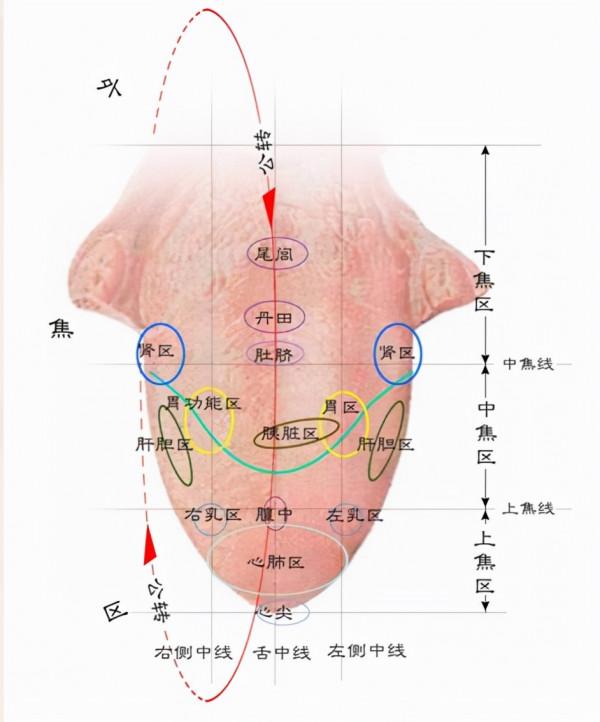 舌頭學問多,中醫教你一招看舌象辯病情,看完你也可以進行舌診 舌頭學問多,中醫教你一招看舌象辯病情,看完你也可以進行舌診