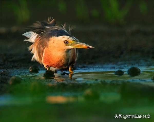 漂亮小鳥在等你欣賞，愛不釋手，萌得可愛
