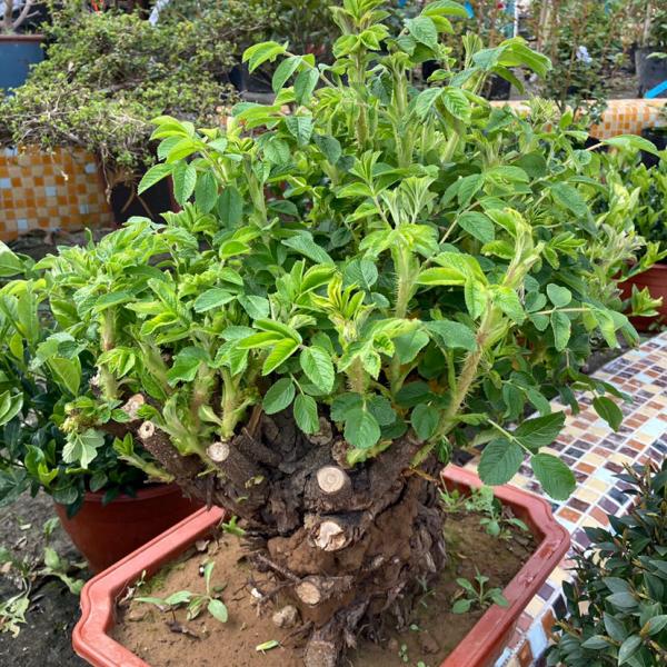 進入花市,不會挑選花卉?新手必備挑選指南,速來檢視 進入花市,不會挑選花卉?新手必備挑選指南,速來檢視