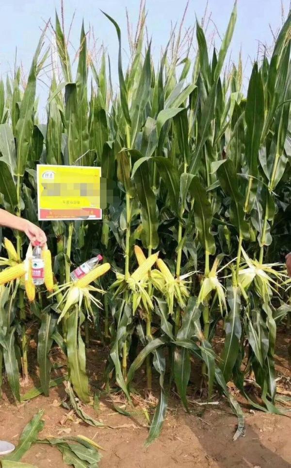 往年遍地看到的玉米掛牌:今年看不到了!為什麼? 往年遍地看到的玉米掛牌:今年看不到了!為什麼?