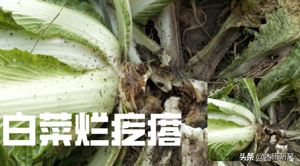 大白菜出現“爛疙瘩”損失大,是什麼原因引起的?如何防治 大白菜出現“爛疙瘩”損失大,是什麼原因引起的?如何防治