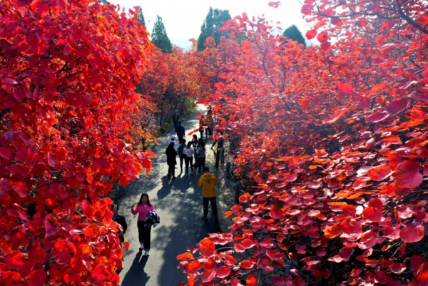 人間朝暮 紅葉是秋