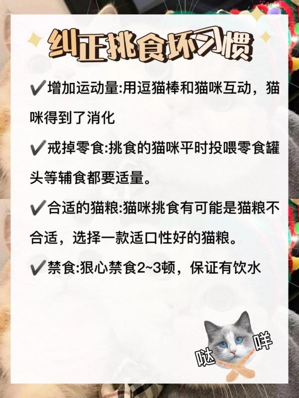 科學養胖貓咪 就用這個方法