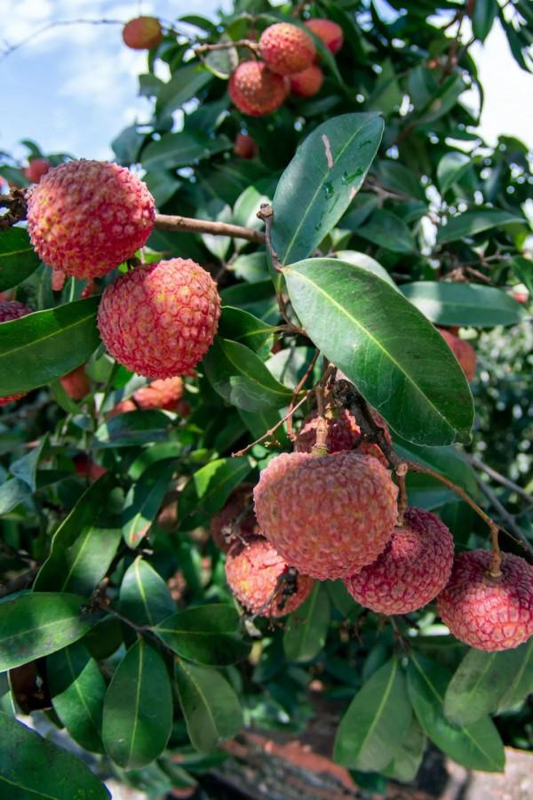 557億斤！中國&OpenCurlyDoubleQuote;水果王國&rdquo;，為什麼是廣西？