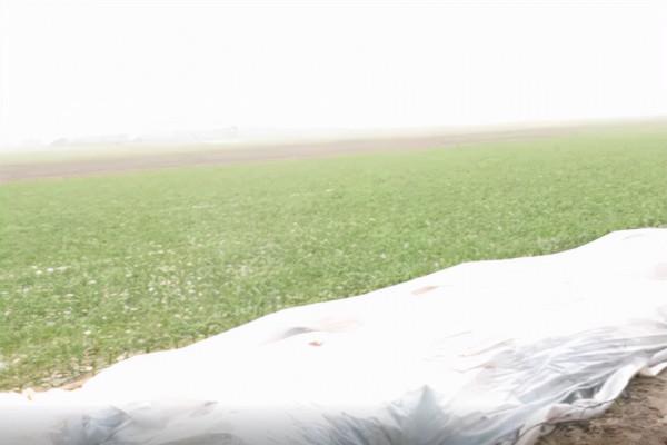 開始降溫了，白菜結球后期，用對4個小措施，預防葉片凍害