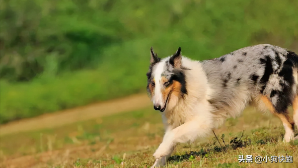 最“護主”的六種狗狗,保護主人已經是第一職責,真讓人欣慰 最“護主”的六種狗狗,保護主人已經是第一職責,真讓人欣慰