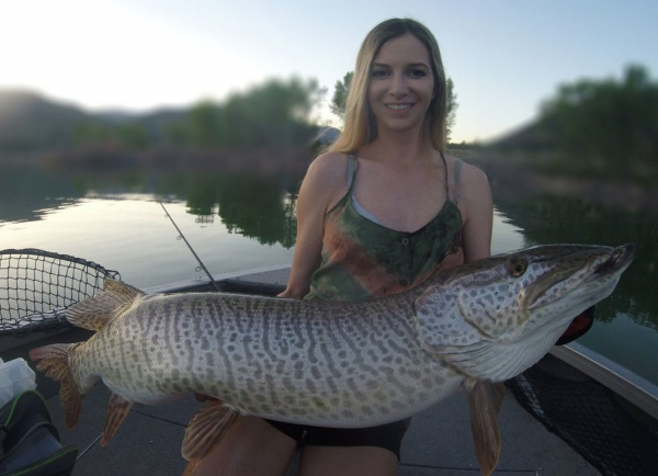 甩一萬杆，才能釣到一條的魚，卡在樹上，被鳥當窩了