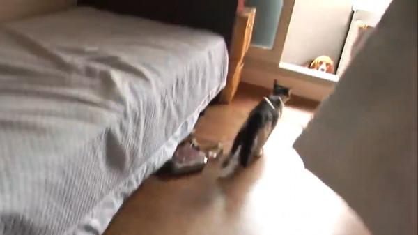 比格犬碰了小貓崽,被貓媽媽一天打八次,嚇到渾身發抖 比格犬碰了小貓崽,被貓媽媽一天打八次,嚇到渾身發抖