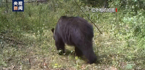 零下40℃!東北虎在冬天如何生存,“白災”為何會讓東北虎受災? 零下40℃!東北虎在冬天如何生存,“白災”為何會讓東北虎受災?