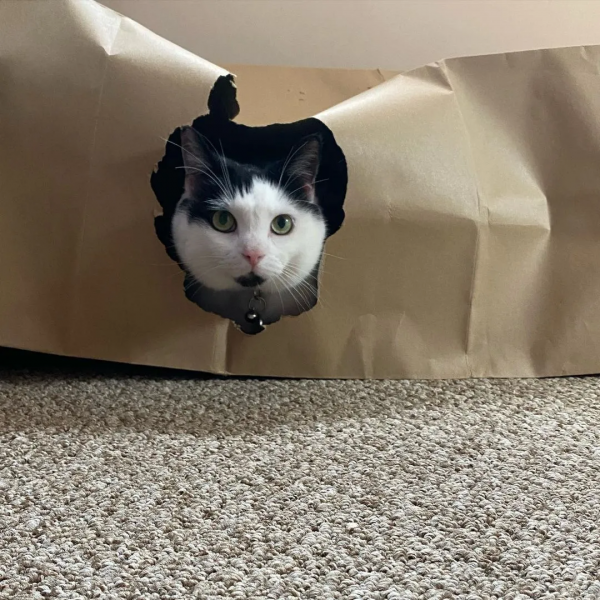 營養不良的貓，憑本事把自己喂成“豬”