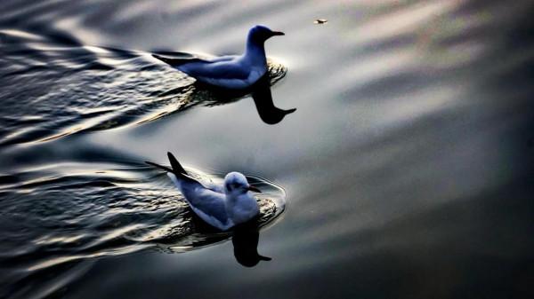 《冬日裡的鏡頭》之三：精靈鷗寶篇