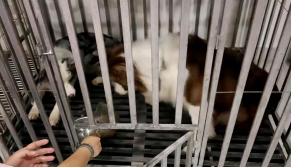 新職業“寵物營養師”：她幫3000多隻胖狗減肥成功