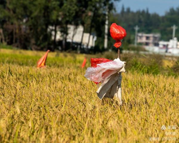 「視覺廣東」稻草人