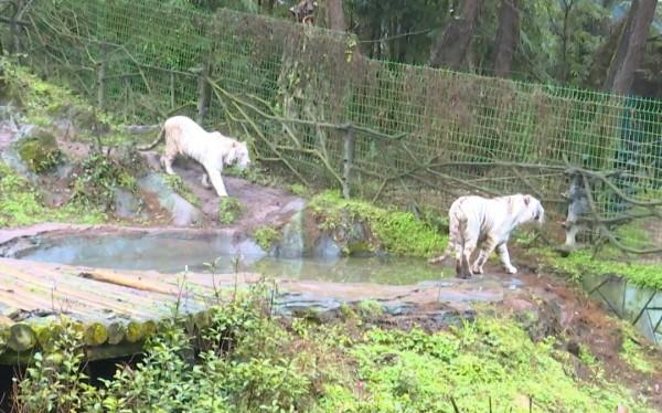 虎年到來福也到!記者近距離探班野生老虎,一起來沾沾“虎”氣 虎年到來福也到!記者近距離探班野生老虎,一起來沾沾“虎”氣