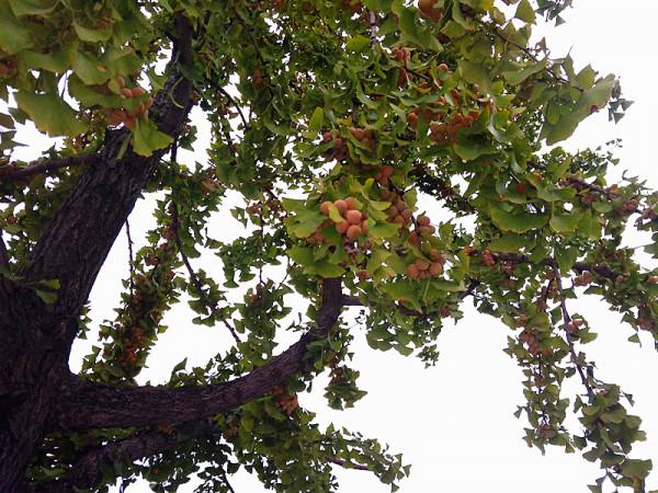 秋天的銀杏村 秋天的銀杏村