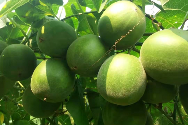 含糖量低但很甜的羅漢果,被中美日批准用來代替食糖,發生了什麼 含糖量低但很甜的羅漢果,被中美日批准用來代替食糖,發生了什麼