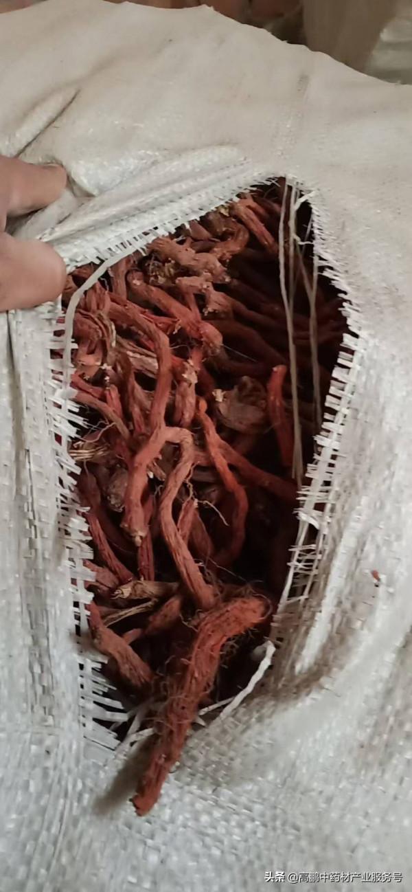 高鵬說藥材:藥材“低價”品種潛伏著最好商機 高鵬說藥材:藥材“低價”品種潛伏著最好商機