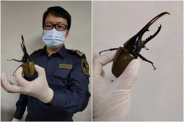 日本點心夾帶4頭黃金鬼鍬甲 生物入侵危害有多大？為何頻繁發生？