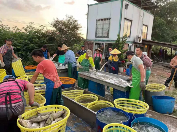 全線漲！飆到36元/斤，鱖魚漲2.5元！加州鱸、黃顙漲0.2-0.3元