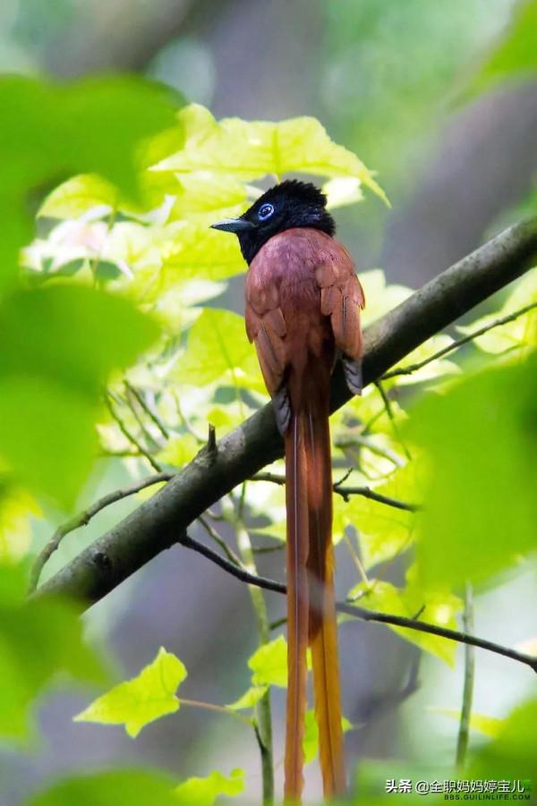 分享——超美壽帶鳥