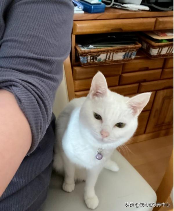 貓咪陷入零食和上藥的糾結，一會靠近，一會遲疑的表情笑噴眾人