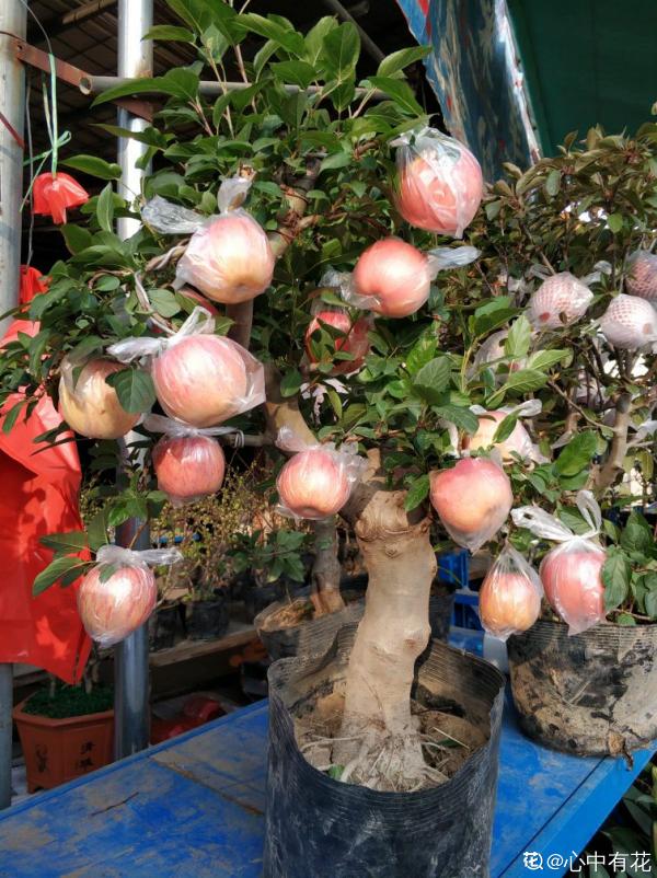 蘋果VS梨,兩大最常見水果,哪個種植更簡單? 蘋果VS梨,兩大最常見水果,哪個種植更簡單?