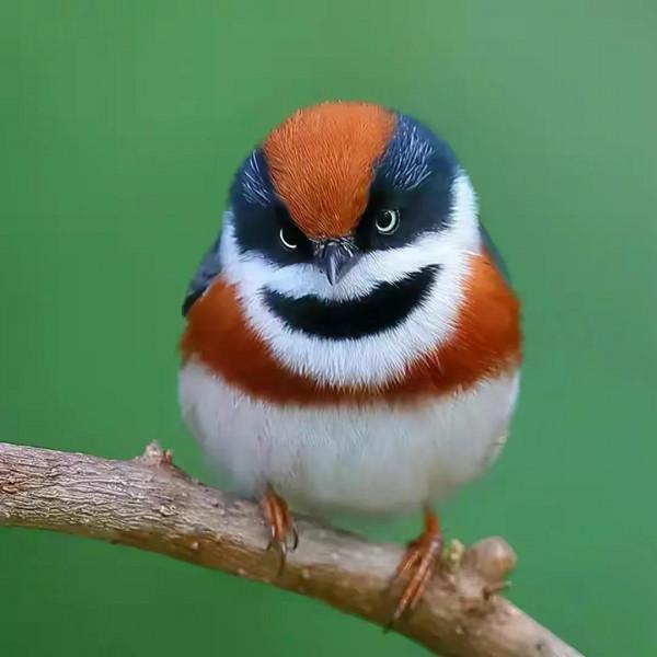 幾十年罕見的鳥，認識兩種算你牛.