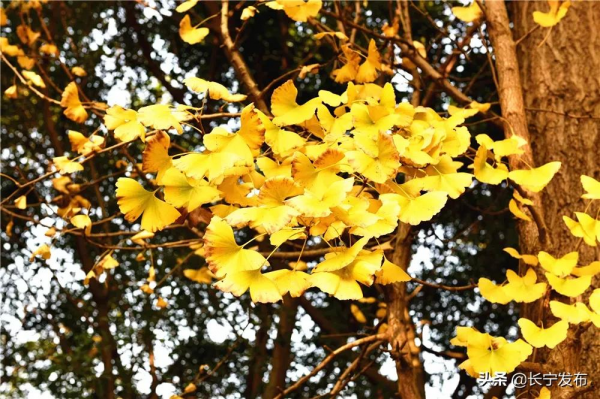 長寧城區銀杏盛開美如畫